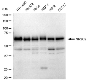 KD-Validated Anti NR2C2 Antibody, clone 24GB730, Rabbit Monoclonal clone 24GB730, recombinant rabbit monoclonal, expressed in HEK293 cells
