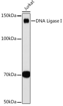 Anti-DNA Ligase I Antibody, clone 0D6M4, Rabbit Monoclonal