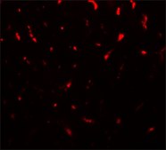 Anti-TMIGD1 antibody produced in rabbit affinity isolated antibody