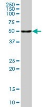 Anti-CALCOCO2 antibody produced in mouse purified immunoglobulin, buffered aqueous solution