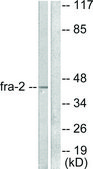 Anti-FRA-2 antibody produced in rabbit affinity isolated antibody