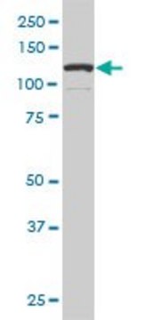 Monoclonal Anti-DAAM1 antibody produced in mouse clone 5D3, purified immunoglobulin, buffered aqueous solution