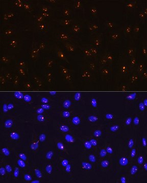 Anti-Fibrillarin/U3 RNP antibody produced in rabbit