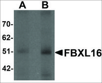 Anti-FBXL16 antibody produced in rabbit affinity isolated antibody, buffered aqueous solution