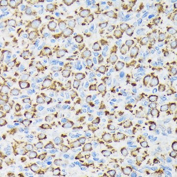 Anti-NDUFS4 antibody produced in rabbit