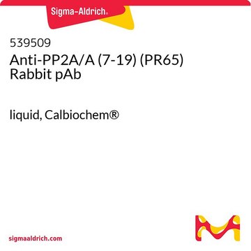 Anti-PP2A/A (7-19) (PR65) Rabbit pAb liquid, Calbiochem&#174;