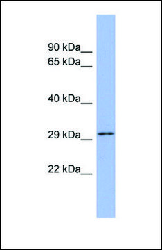 Anti-U2AF1, (N-terminal) antibody produced in rabbit affinity isolated antibody