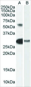 Anti-CHA/TCFL5 antibody produced in goat affinity isolated antibody, buffered aqueous solution