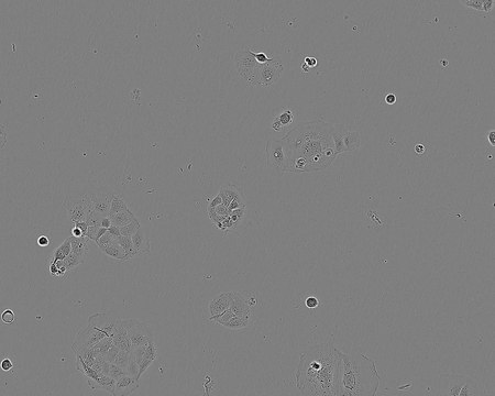 CACO-2 Cell Line human 86010202, from human colon(Caucasian colon adenocarcinoma)