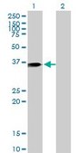 Monoclonal Anti-ANXA1 antibody produced in mouse clone 2D11, purified immunoglobulin, buffered aqueous solution