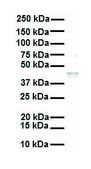 Anti-SLC27A2 antibody produced in rabbit affinity isolated antibody