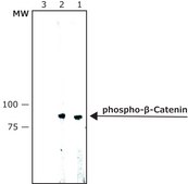 Monoclonal Anti-phospho-β-Catenin (pThr41) antibody produced in mouse clone BCT-41, purified immunoglobulin, buffered aqueous solution