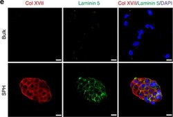 Anti-Laminin-5 (γ2 chain) Antibody, clone D4B5 clone D4B5, Chemicon®, from mouse