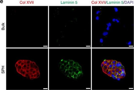 Anti-Laminin-5 (&#947;2 chain) Antibody, clone D4B5 clone D4B5, Chemicon&#174;, from mouse