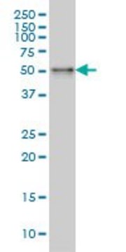 Monoclonal Anti-SNX4 antibody produced in mouse clone 4H8, purified immunoglobulin, buffered aqueous solution