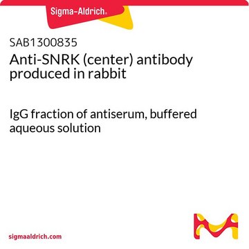 Anti-SNRK (center) antibody produced in rabbit IgG fraction of antiserum, buffered aqueous solution