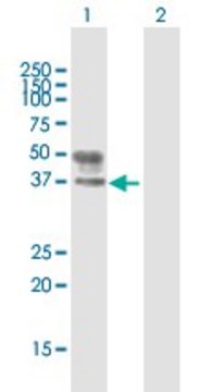 Anti-B3GNT3 antibody produced in mouse purified immunoglobulin, buffered aqueous solution