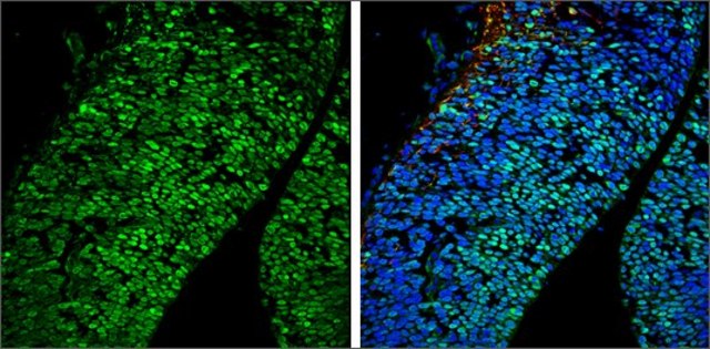 Anti-POU3F2 antibody produced in rabbit