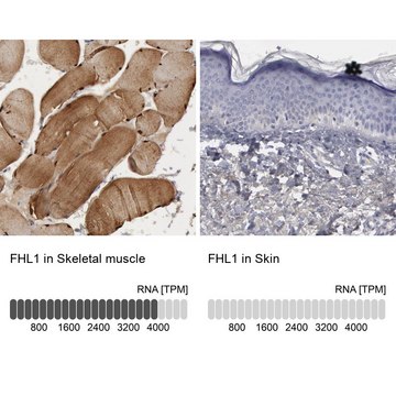 Anti-FHL1 antibody produced in rabbit Prestige Antibodies&#174; Powered by Atlas Antibodies, affinity isolated antibody, buffered aqueous glycerol solution, Ab2