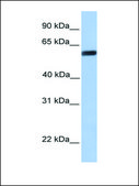 Anti-YAP1 antibody produced in rabbit affinity isolated antibody