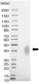 Anti-BST-2 Antibody, clone Mab-c48