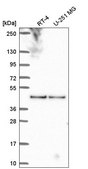 Anti-BORCS6 antibody produced in rabbit Prestige Antibodies® Powered by Atlas Antibodies, affinity isolated antibody
