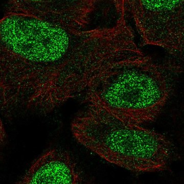 Anti-MSX1 antibody produced in rabbit Prestige Antibodies&#174; Powered by Atlas Antibodies, affinity isolated antibody