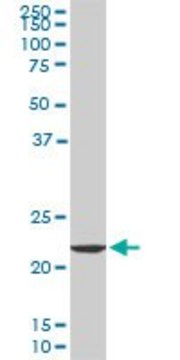 Monoclonal Anti-EFHD1 antibody produced in mouse clone 1A8, purified immunoglobulin, buffered aqueous solution