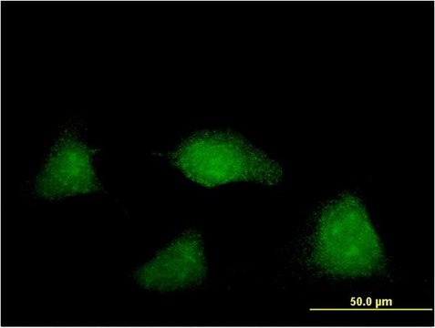 Monoclonal Anti-NUAK2 antibody produced in mouse clone 2F9, purified immunoglobulin, buffered aqueous solution