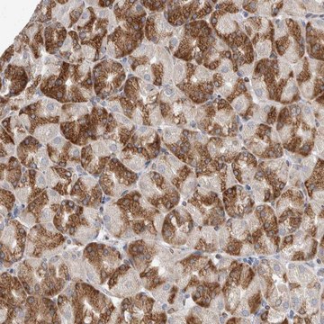 Anti-TMEM245 antibody produced in rabbit Prestige Antibodies&#174; Powered by Atlas Antibodies, affinity isolated antibody, buffered aqueous glycerol solution