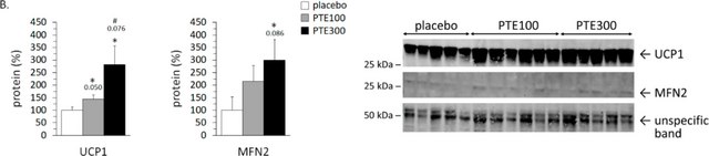 Anti-MFN2 antibody produced in rabbit Prestige Antibodies&#174; Powered by Atlas Antibodies, affinity isolated antibody, buffered aqueous glycerol solution