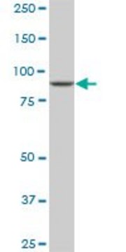 Monoclonal Anti-DNAJC10 antibody produced in mouse clone 3C4, ascites fluid