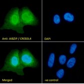 Anti-AIBZIP/CREB3L4 antibody produced in goat affinity isolated antibody, buffered aqueous solution