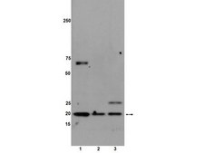 Anti-RhoG Antibody, clone 1F3 B3 E5 clone 1F3 B3 E5, Upstate®, from mouse