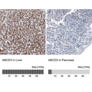 Monoclonal Anti-ABCD3 antibody produced in mouse Prestige Antibodies&#174; Powered by Atlas Antibodies, clone CL2524, purified immunoglobulin, buffered aqueous glycerol solution