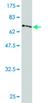 Monoclonal Anti-PDK4 antibody produced in mouse clone 1A10, purified immunoglobulin, buffered aqueous solution