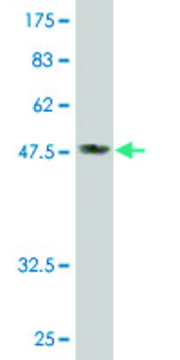 Monoclonal Anti-DDAH2 antibody produced in mouse clone 3E3, purified immunoglobulin, buffered aqueous solution