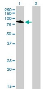 Monoclonal Anti-TOP3B antibody produced in mouse clone 4F11, purified immunoglobulin, buffered aqueous solution