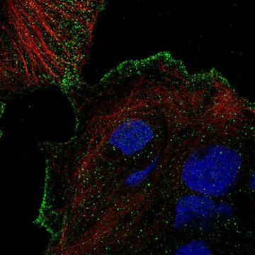 Anti-TRPV3 antibody produced in rabbit Prestige Antibodies&#174; Powered by Atlas Antibodies, affinity isolated antibody