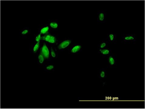 Monoclonal Anti-FOXA2 antibody produced in mouse clone 7E6, purified immunoglobulin, buffered aqueous solution