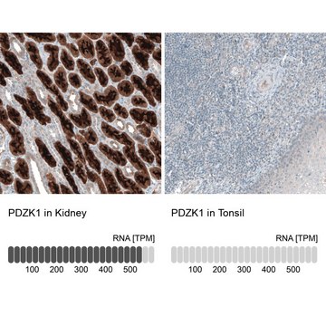 Anti-PDZK1 antibody produced in rabbit Prestige Antibodies&#174; Powered by Atlas Antibodies, affinity isolated antibody, buffered aqueous glycerol solution, Ab2