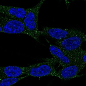 Anti-LAMP5 antibody produced in rabbit Prestige Antibodies&#174; Powered by Atlas Antibodies, affinity isolated antibody