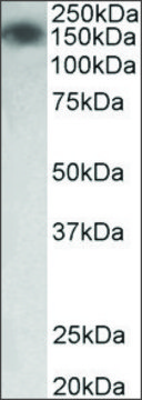 Anti-MYLK antibody produced in goat affinity isolated antibody, buffered aqueous solution