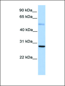 Anti-MXD1 antibody produced in rabbit affinity isolated antibody