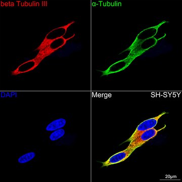 Anti-&#946;III-Tubulin Antibody, clone 6X6H6, Rabbit Monoclonal