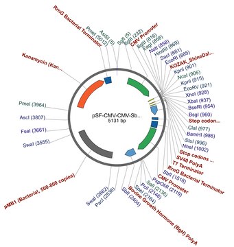 PSF-CMV-CMV-SBFI - DUAL CMV EXPRESSION PLASMID plasmid vector for molecular cloning