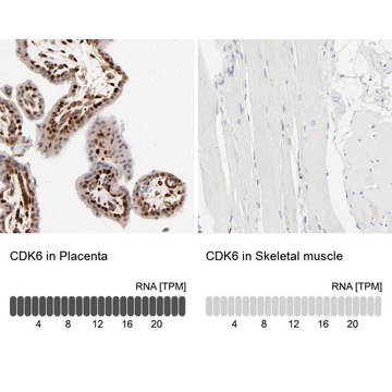 抗-CDK6 兔抗 affinity isolated antibody, buffered aqueous glycerol solution