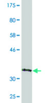 Monoclonal Anti-CRYBB3, (C-terminal) antibody produced in mouse clone 4H6, purified immunoglobulin, buffered aqueous solution