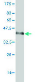 Monoclonal Anti-ZNF289 antibody produced in mouse clone 4B3, purified immunoglobulin, buffered aqueous solution