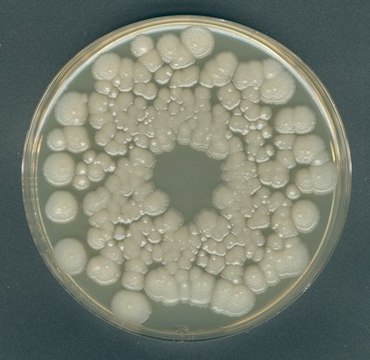 Orange Serum agar GranuCult&#174;, according to IFU, suitable for microbiology, for yeasts, for molds